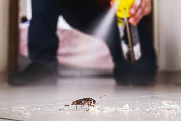 Best Spider Control Near Me  in Whitfield, FL